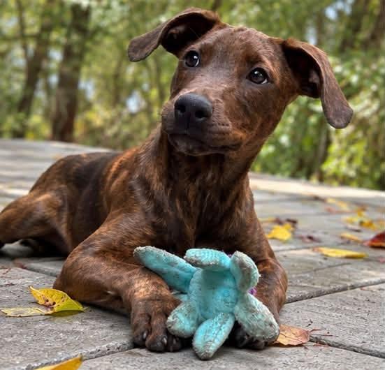 Enlarge Kimmie, a Adoptable mixed breed in Columbia, MD image 3/6
