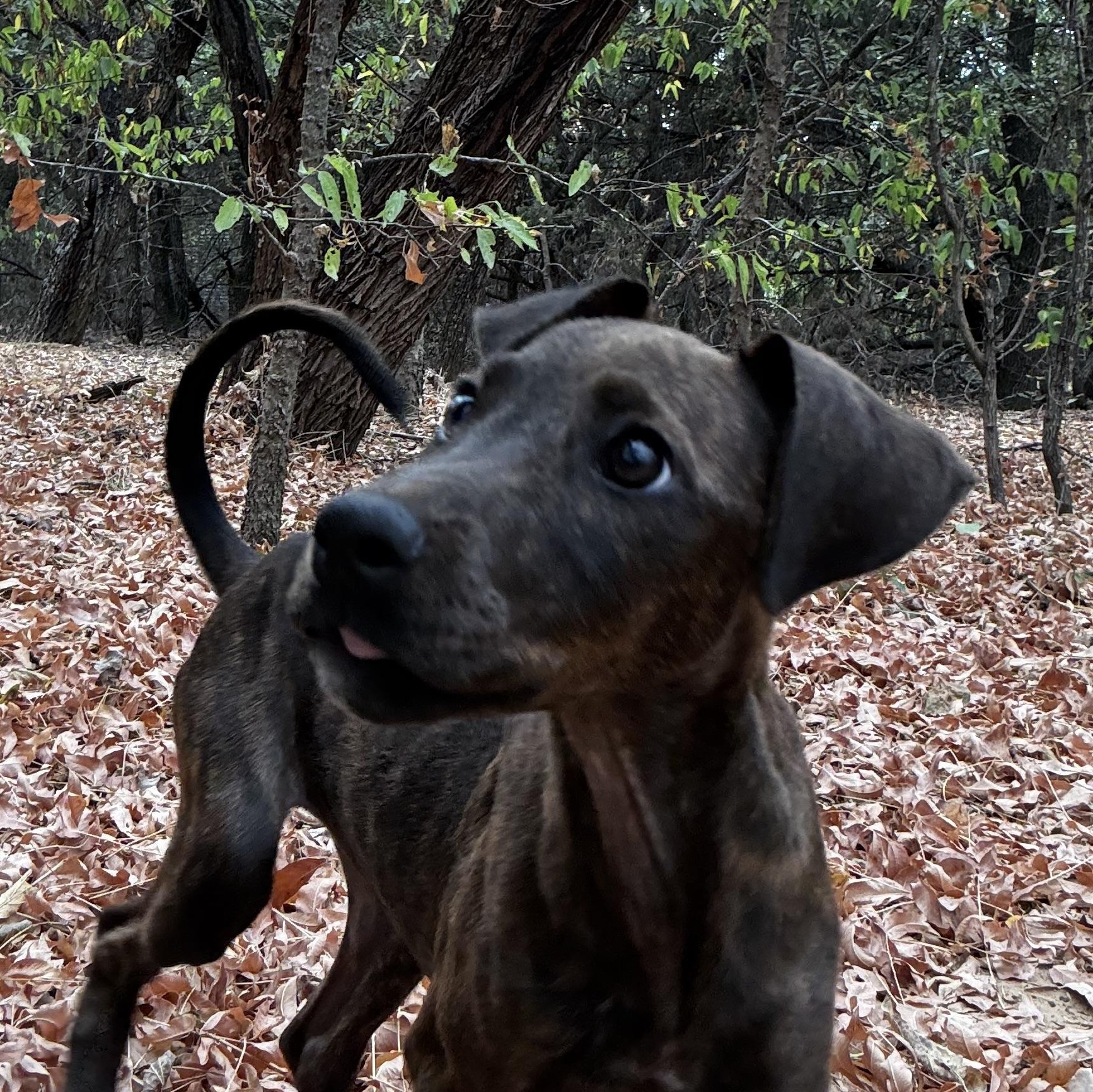 Enlarge Kimmie cs, a ADOPTABLE mixed breed in Columbia, MD image 2/4