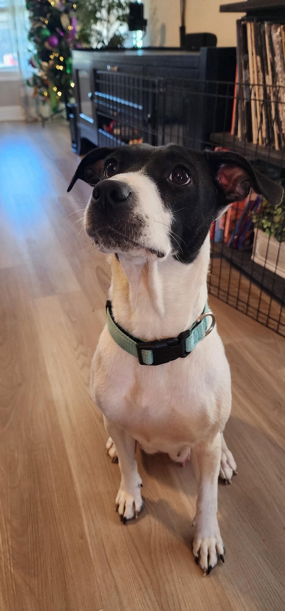 Hopie, Adoptable, Young Female Rat Terrier & Terrier.