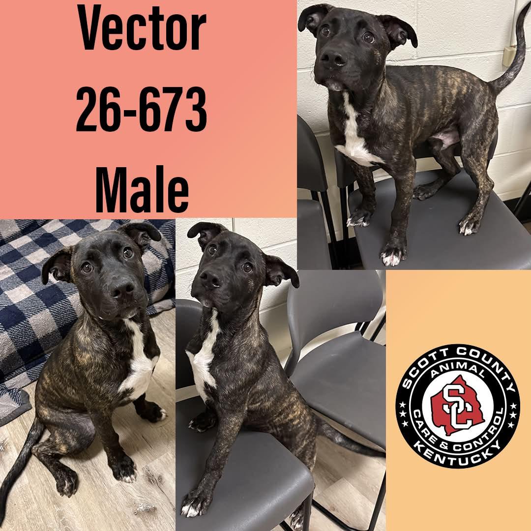 Vector, Adoptable, Young Male Mountain Cur.