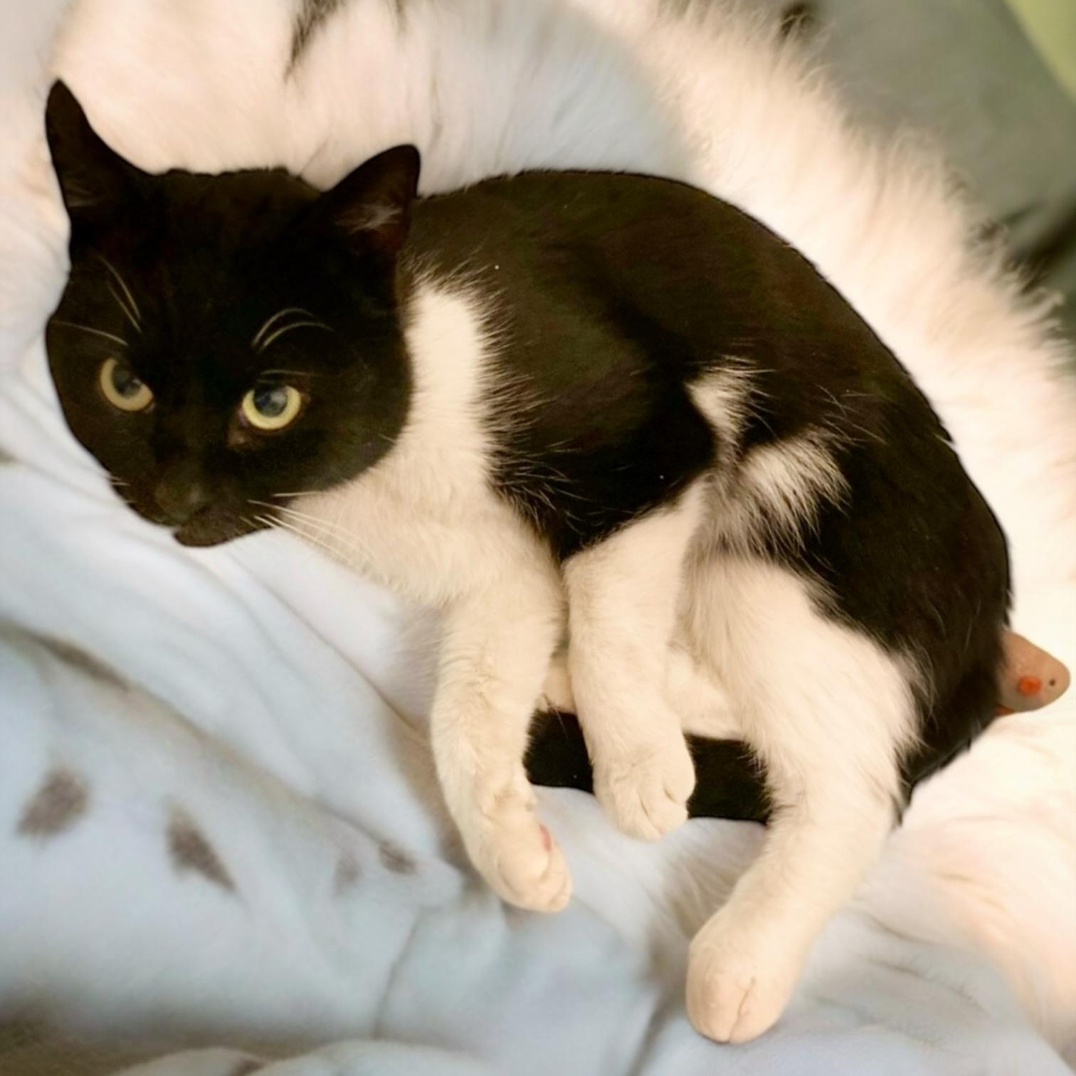 Nessy, Young Female Domestic Short Hair