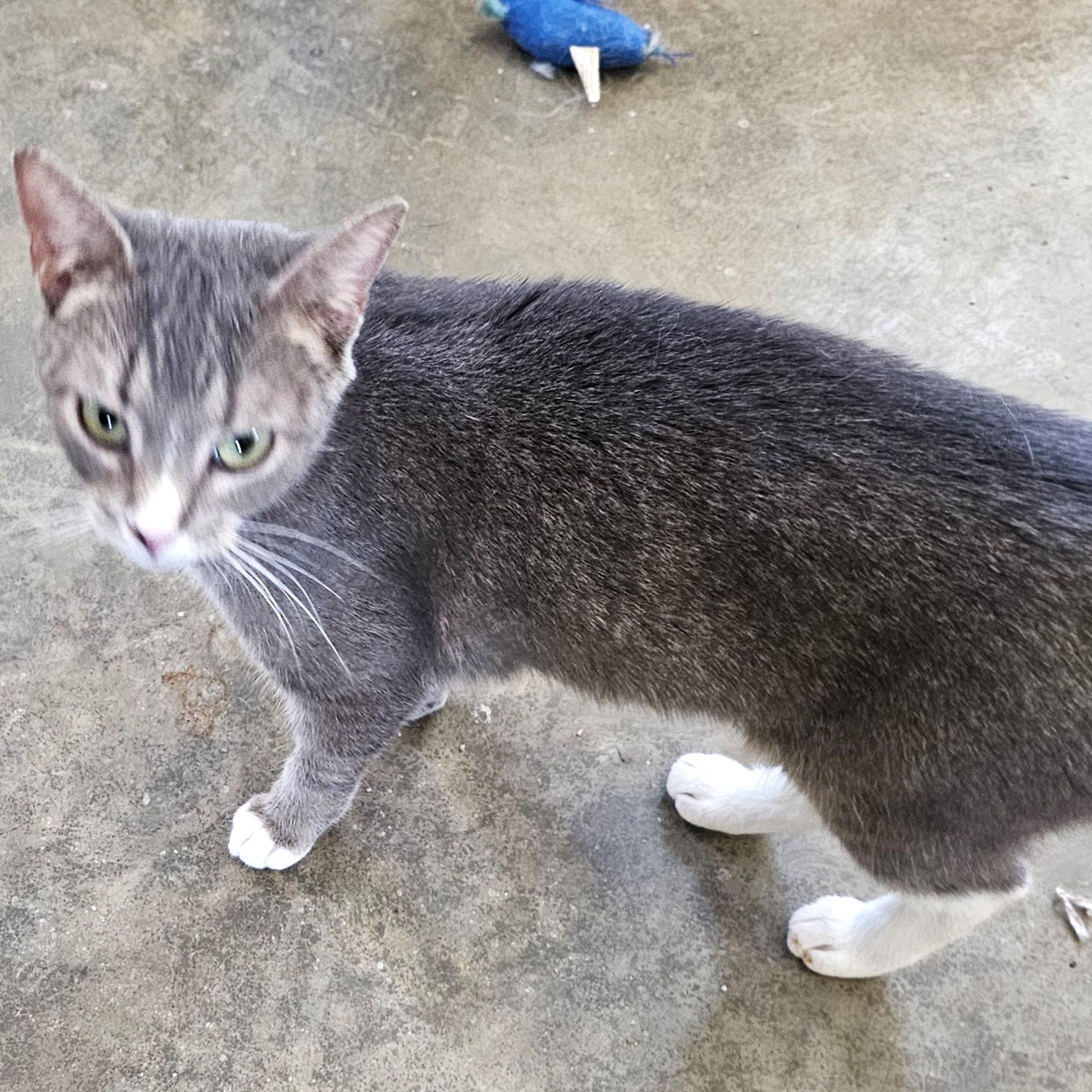 Enlarge Starfire, a ADOPTABLE Tabby in Smithfield, NC image 1/3