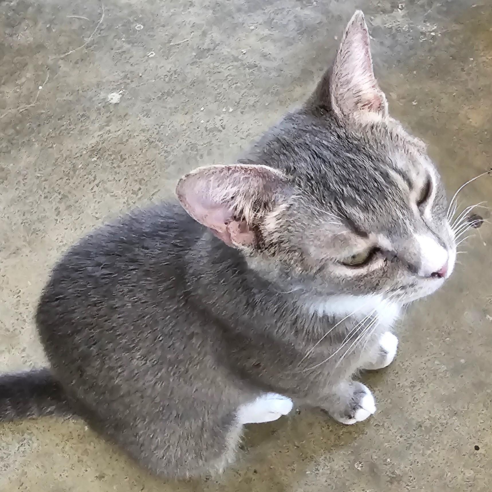 Enlarge Starfire, a ADOPTABLE Tabby in Smithfield, NC image 2/3