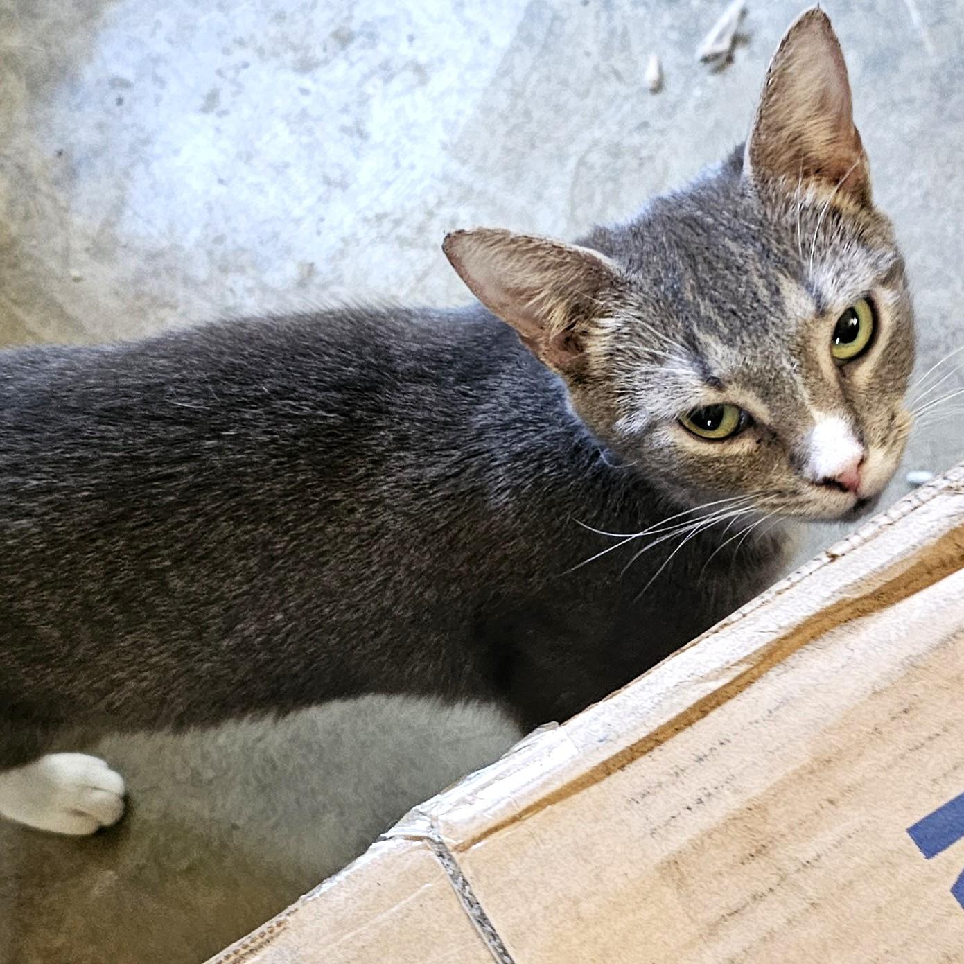 Enlarge Starfire, a ADOPTABLE Tabby in Smithfield, NC image 3/3