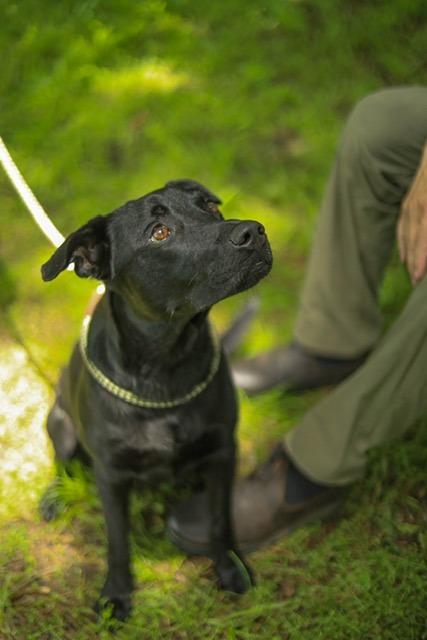 Jack, a Adoptable mixed breed in Farmersville, TX image 2/4