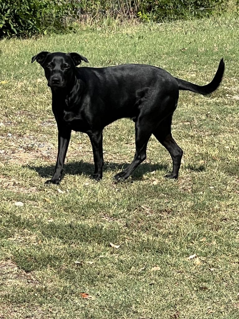 Jack, a Adoptable mixed breed in Farmersville, TX image 3/4