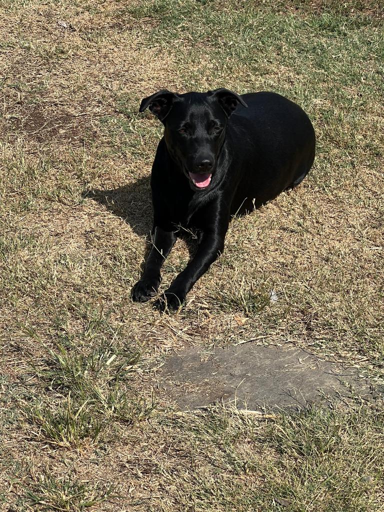 Jack, a Adoptable mixed breed in Farmersville, TX image 4/4