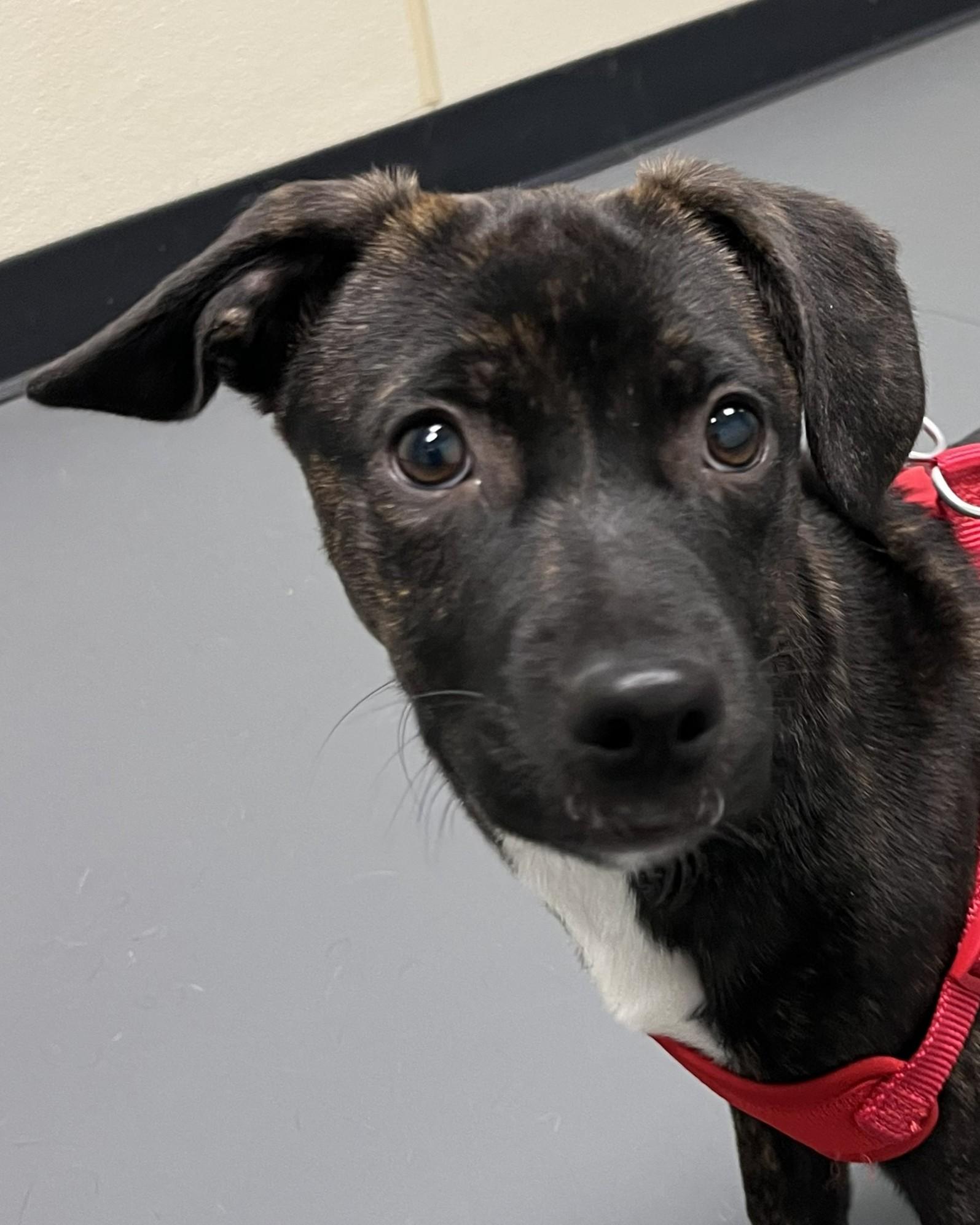 Enlarge Dusty, an adopted mixed breed in Grayslake, IL image 1/3