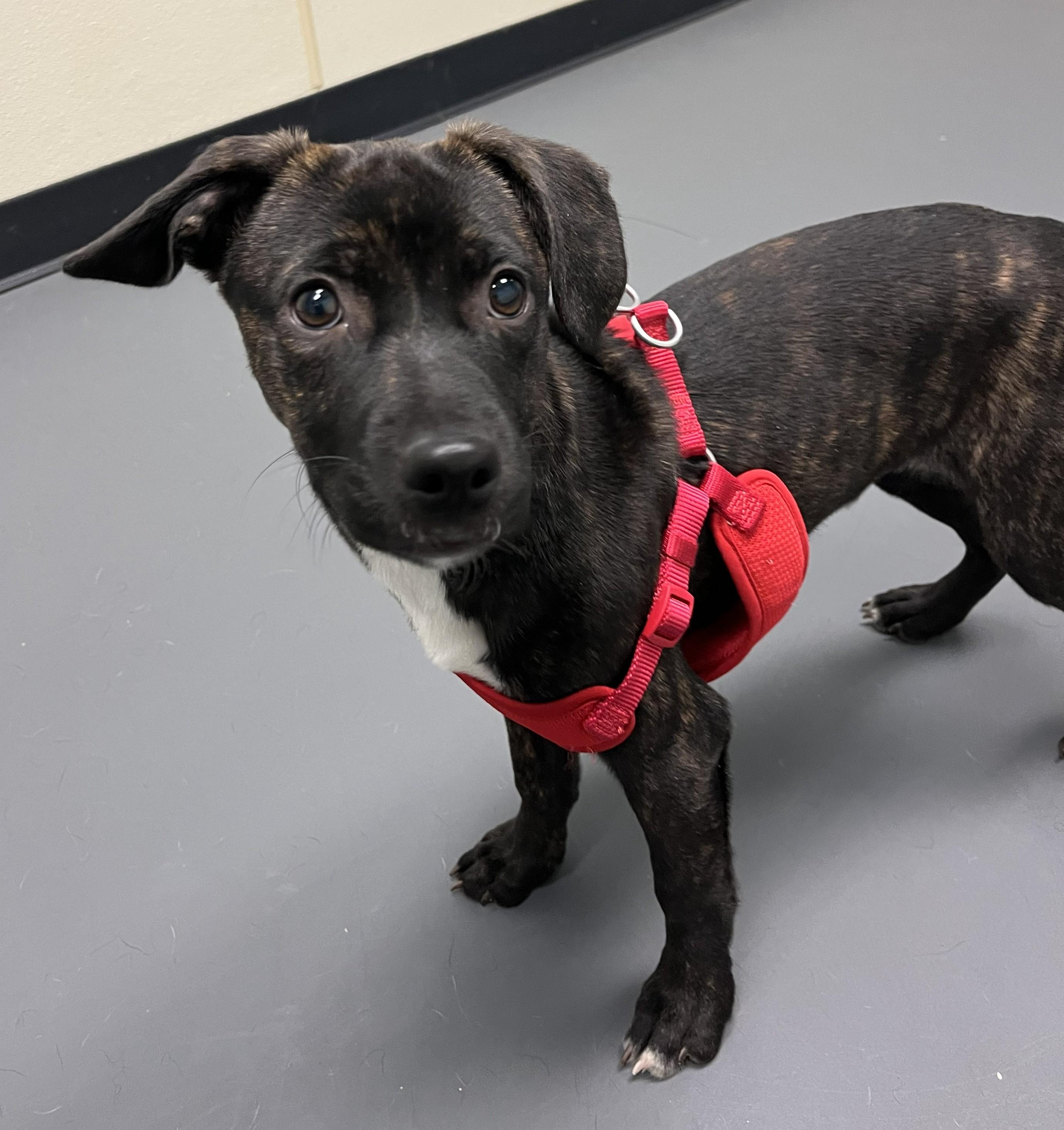 Enlarge Dusty, an adopted mixed breed in Grayslake, IL image 3/3