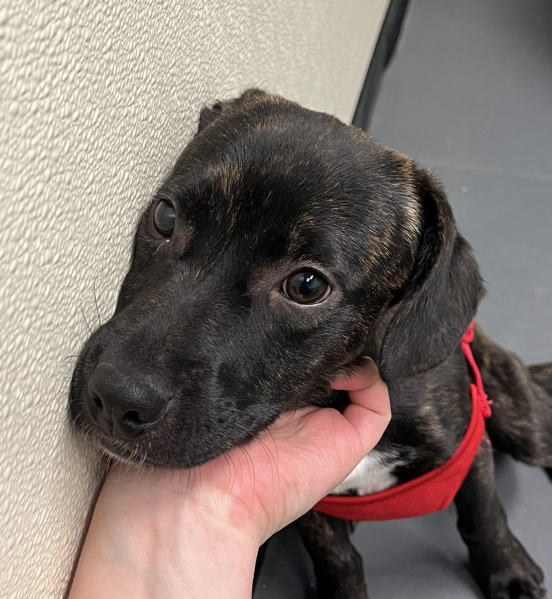 Enlarge Dusty, an adopted mixed breed in Grayslake, IL image 2/3