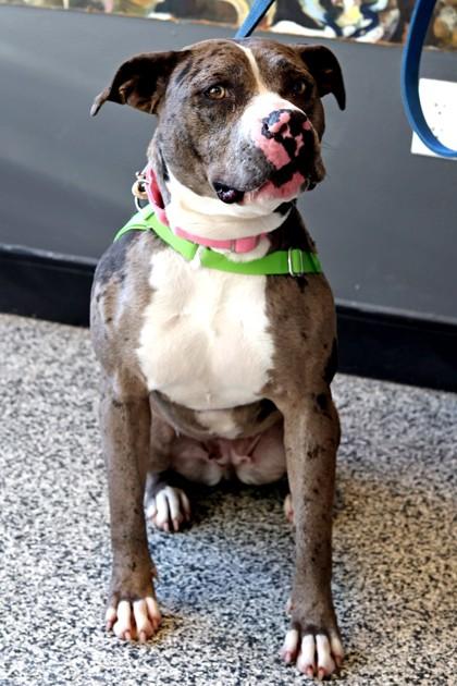 Goose — thumbnail 2