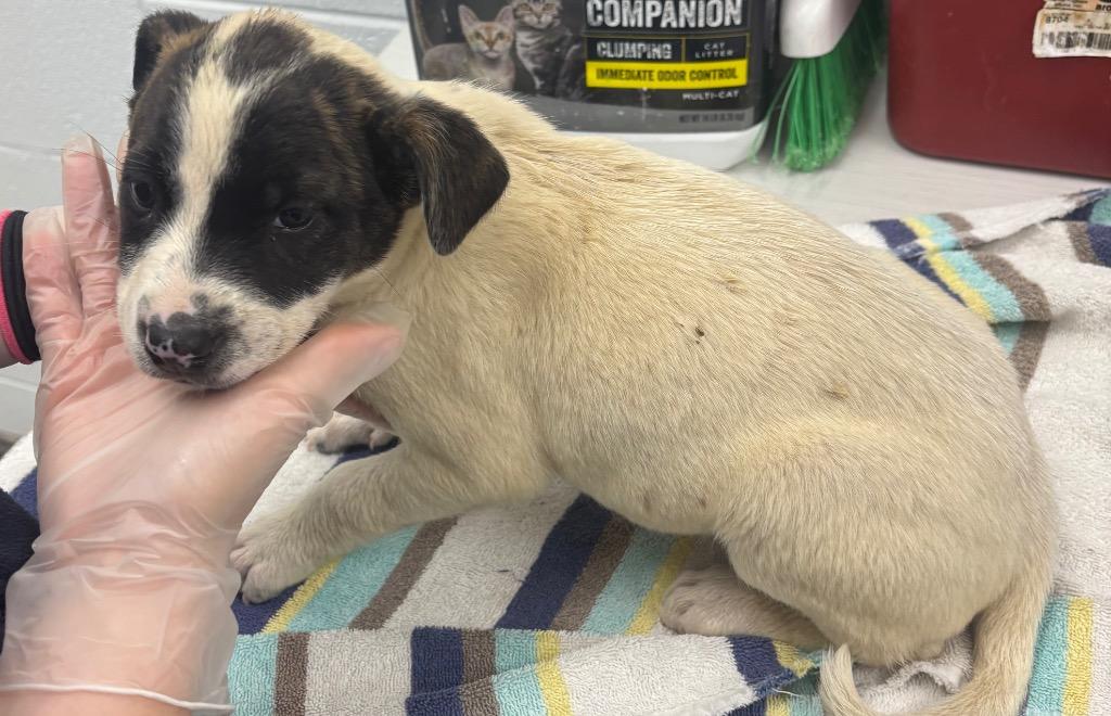 Towanda, Adoptable, Puppy Female Mixed Breed.