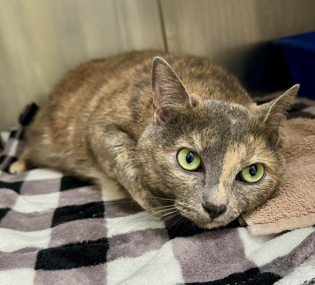 Enlarge Diana, a Adoptable mixed breed in Grants Pass, OR image 1/1