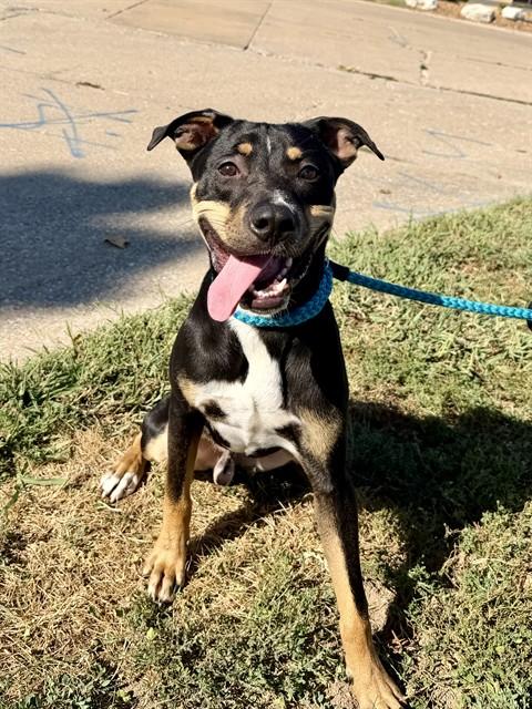 EZEKIEL, Adoptable, Young Male Rottweiler & Mixed Breed.