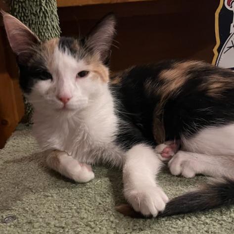 Enlarge Akaren, a Adoptable Domestic Short Hair in Chaska, MN image 1/5