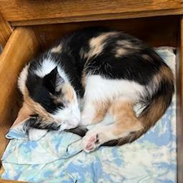 Enlarge Akaren, a Adoptable Domestic Short Hair in Chaska, MN image 2/5