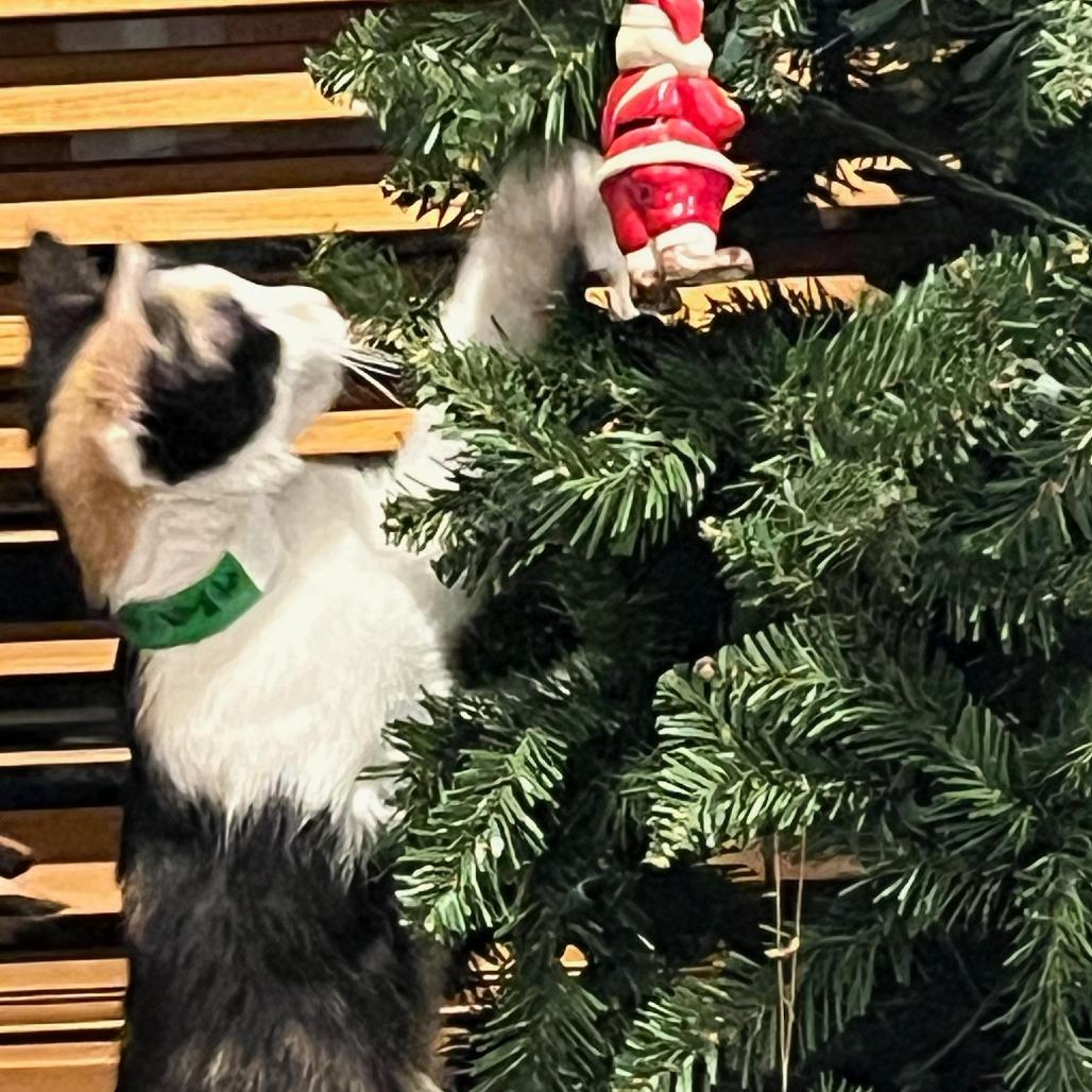 Enlarge Akaren, a Adoptable Domestic Short Hair in Chaska, MN image 4/5