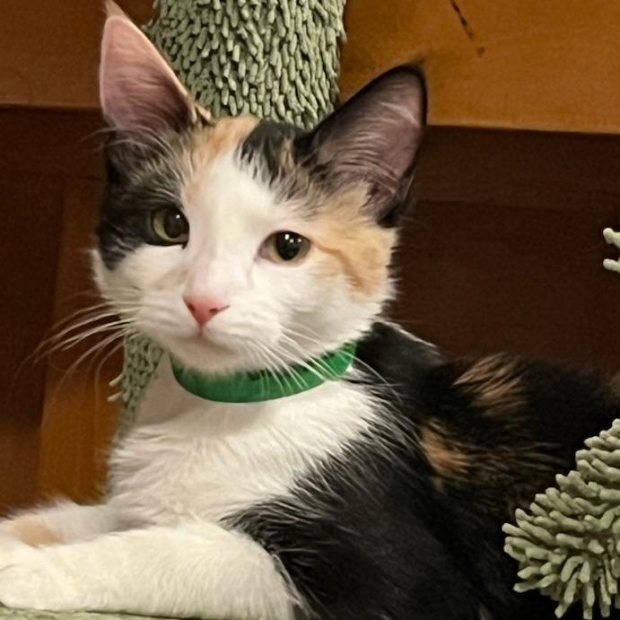 Enlarge Akaren, a Adoptable Domestic Short Hair in Chaska, MN image 5/5