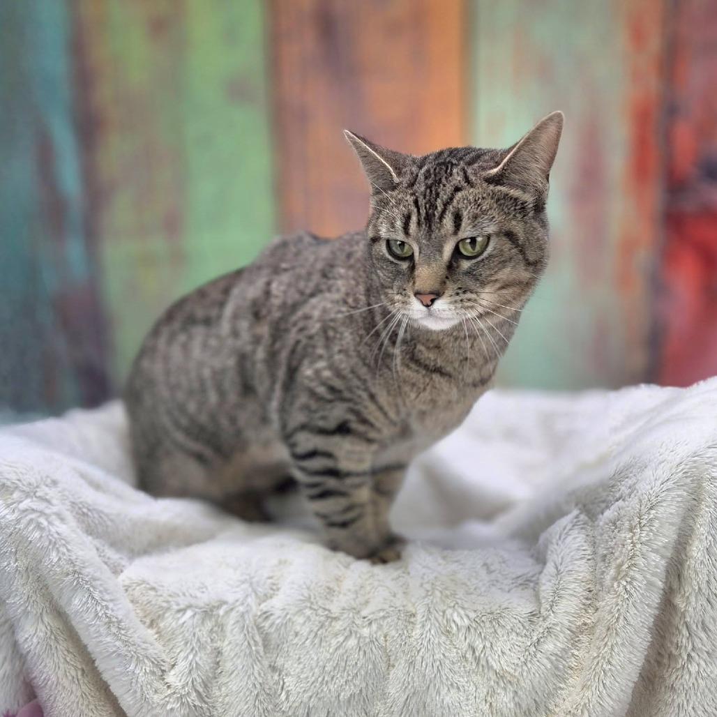 Enlarge Wine-C, a Adoptable Domestic Short Hair in East Saint Louis, IL image 1/6