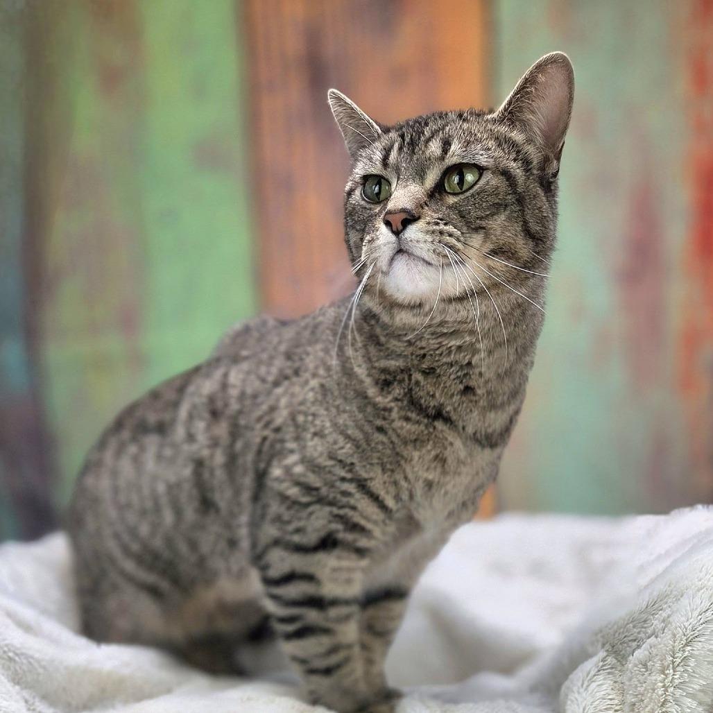 Enlarge Wine-C, a Adoptable Domestic Short Hair in East Saint Louis, IL image 2/6