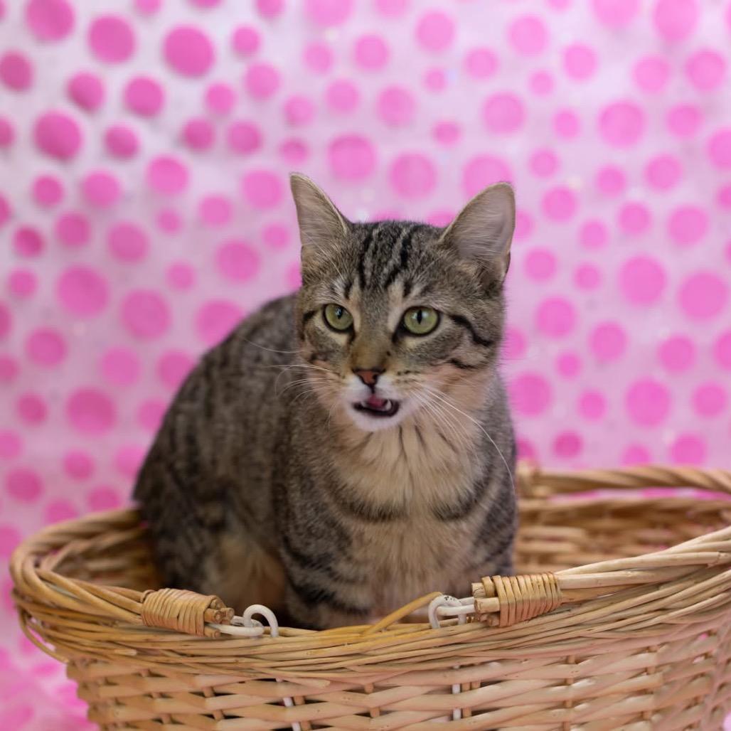Enlarge Wine-C, a Adoptable Domestic Short Hair in East Saint Louis, IL image 3/6