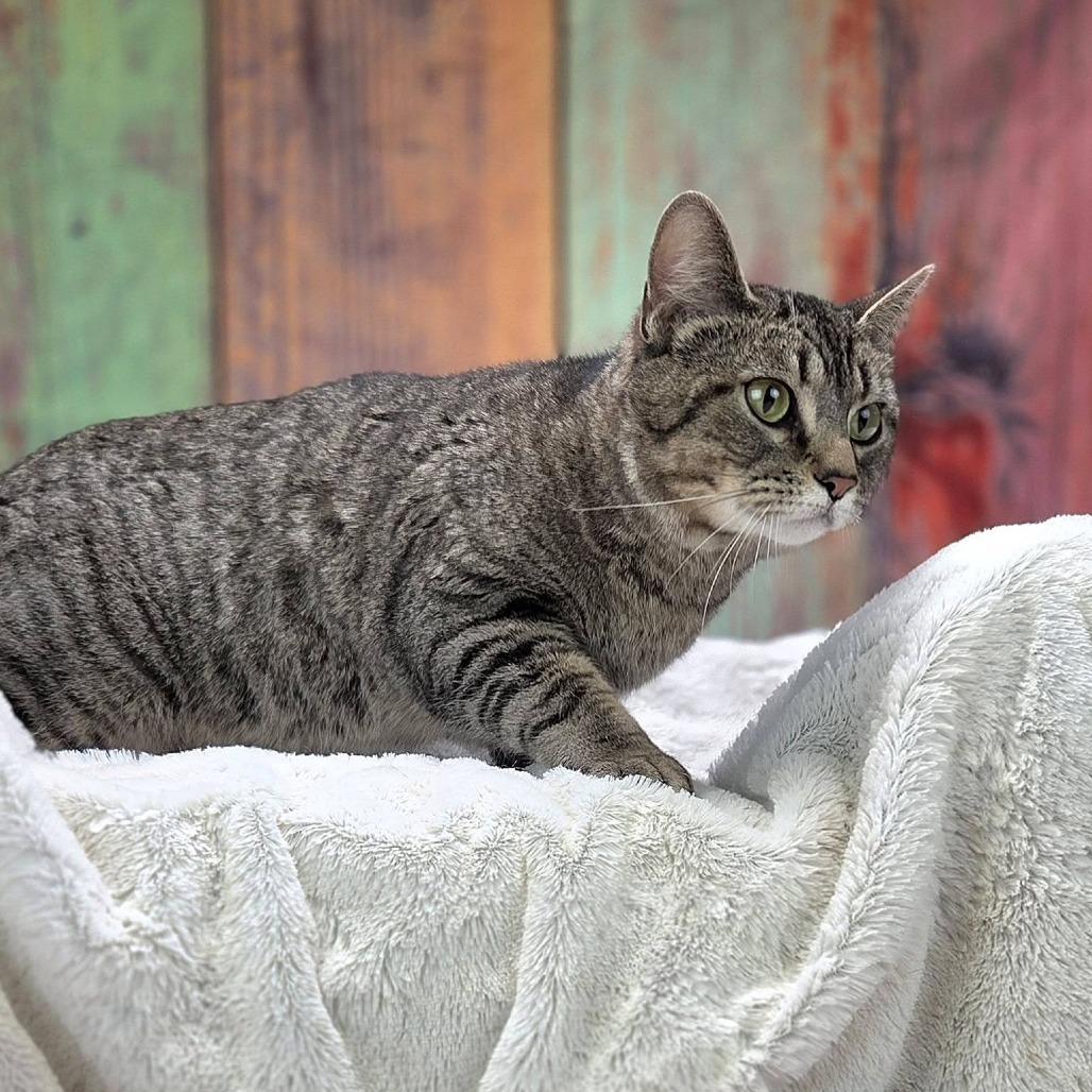 Enlarge Wine-C, a Adoptable Domestic Short Hair in East Saint Louis, IL image 4/6