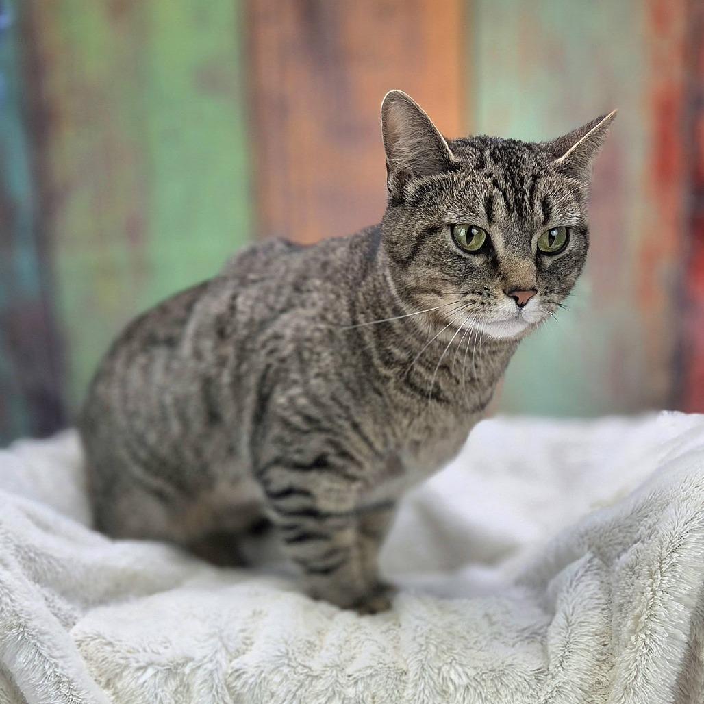 Enlarge Wine-C, a Adoptable Domestic Short Hair in East Saint Louis, IL image 5/6