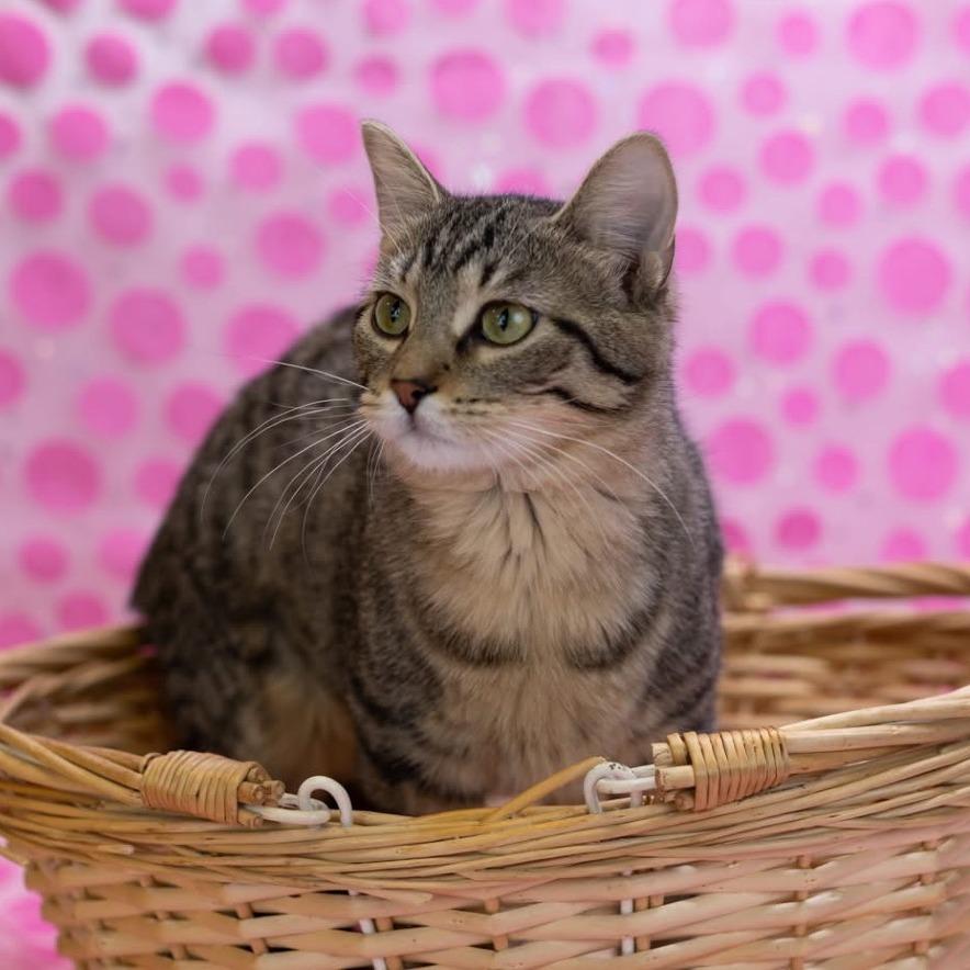 Enlarge Wine-C, a Adoptable Domestic Short Hair in East Saint Louis, IL image 6/6