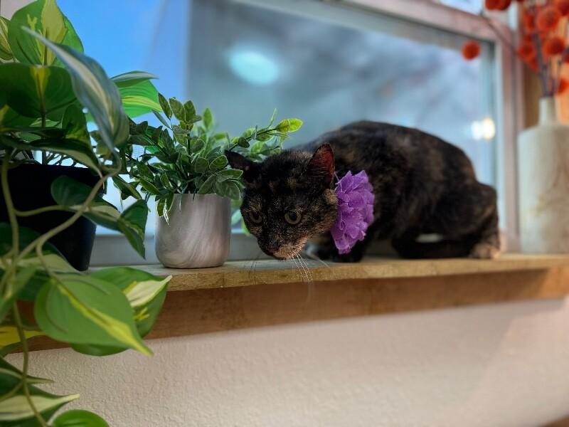 Ella Meowling — thumbnail 2