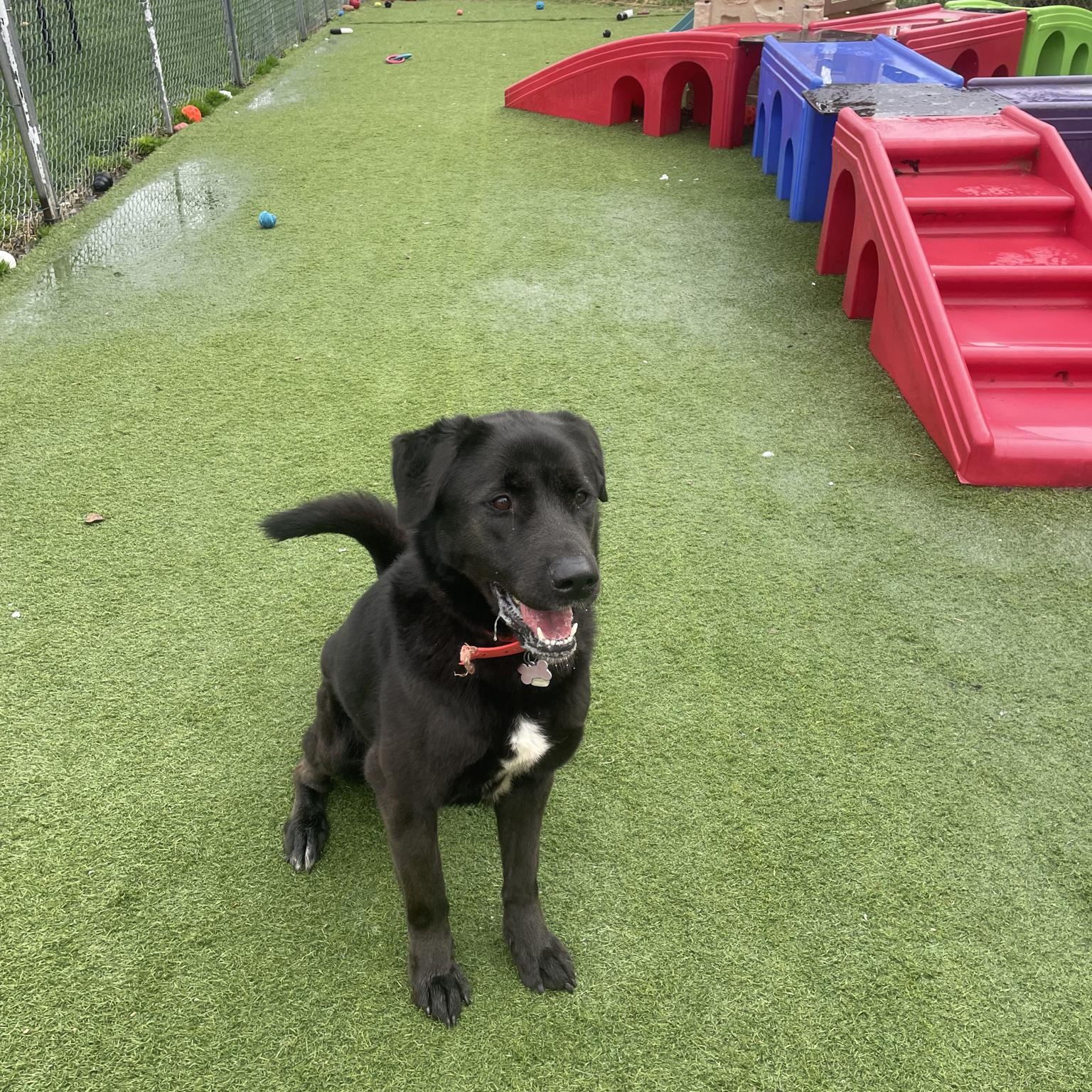 Enlarge Daisy, a ADOPTABLE mixed breed in Richmond Hill, ON image 2/3