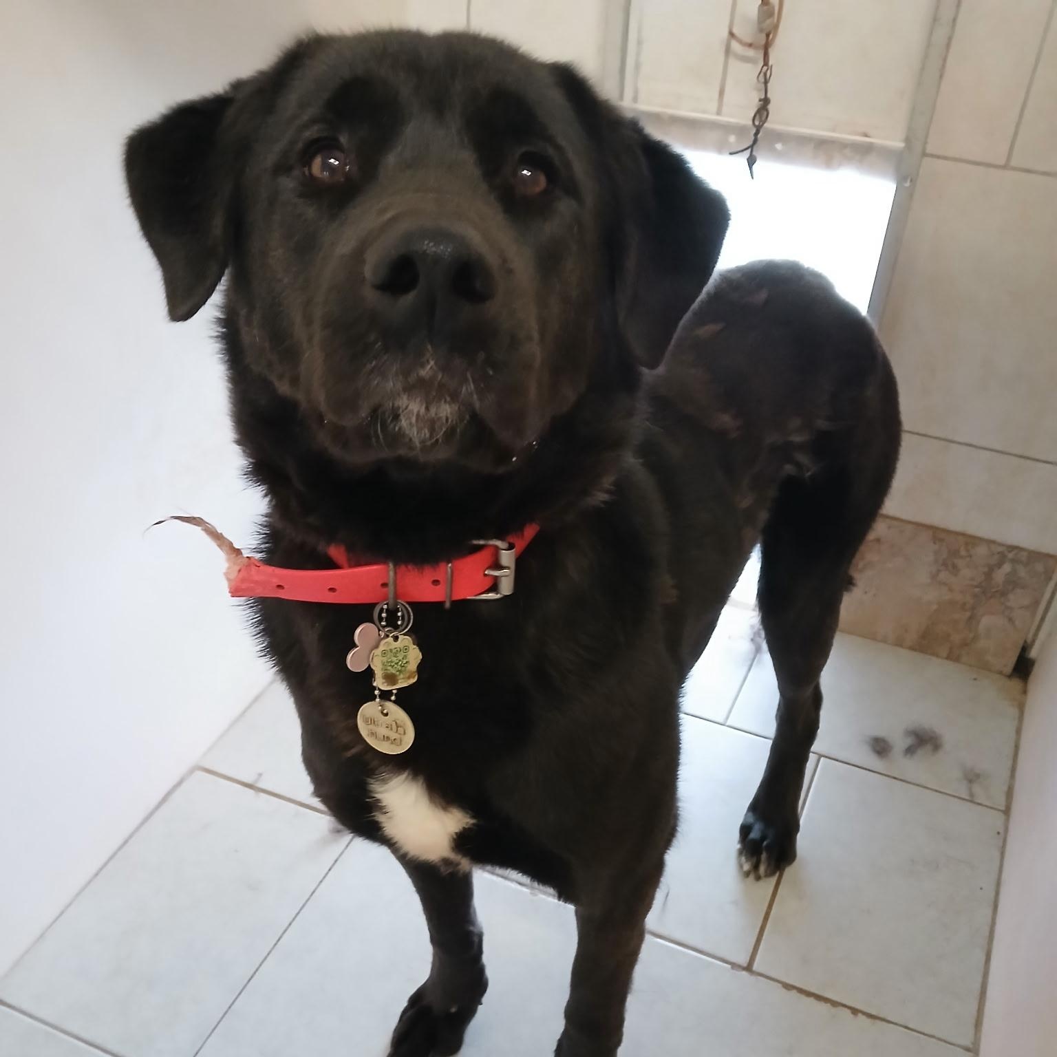 Enlarge Daisy, a ADOPTABLE mixed breed in Richmond Hill, ON image 3/3