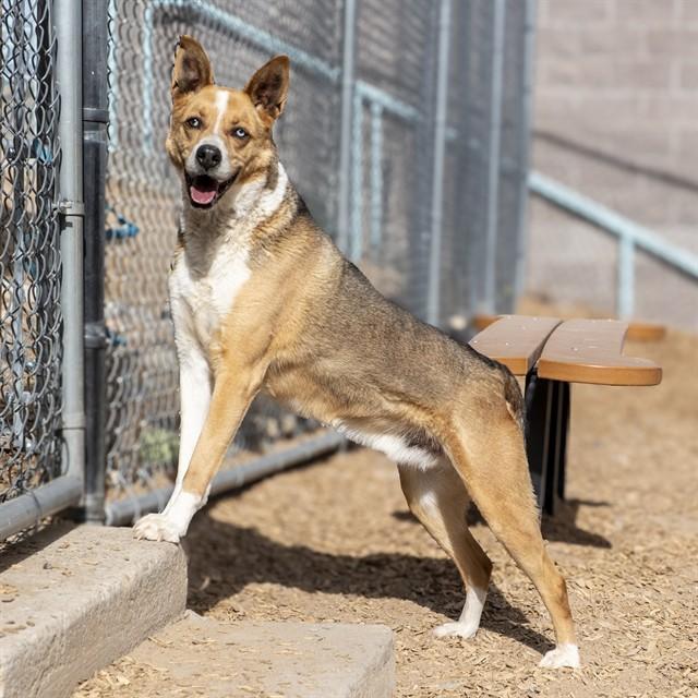 TIPPY, Adoptable, Adult Male German Shepherd Dog & Australian Cattle Dog / Blue Heeler.