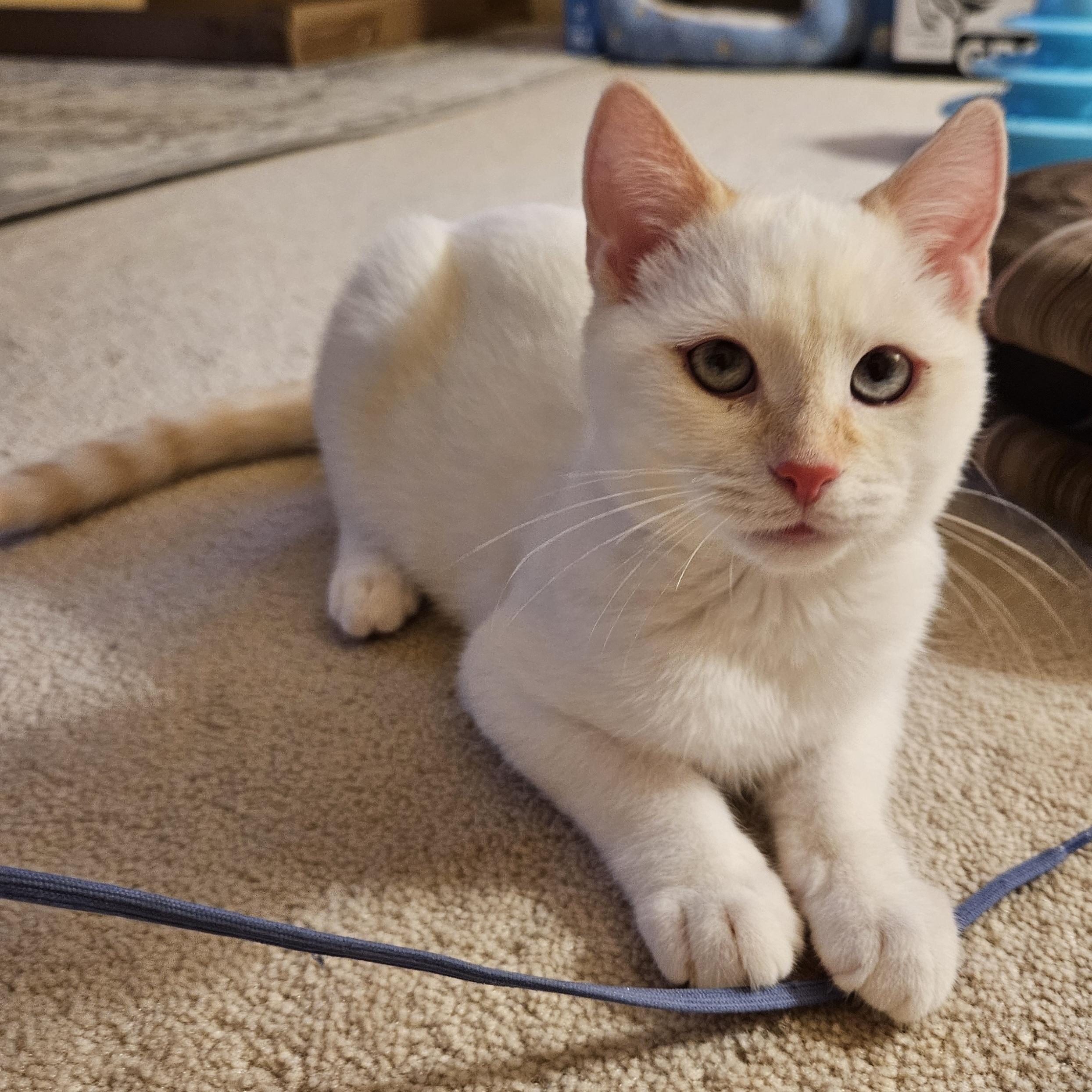 Ravi, adopted, Kitten Male Siamese.