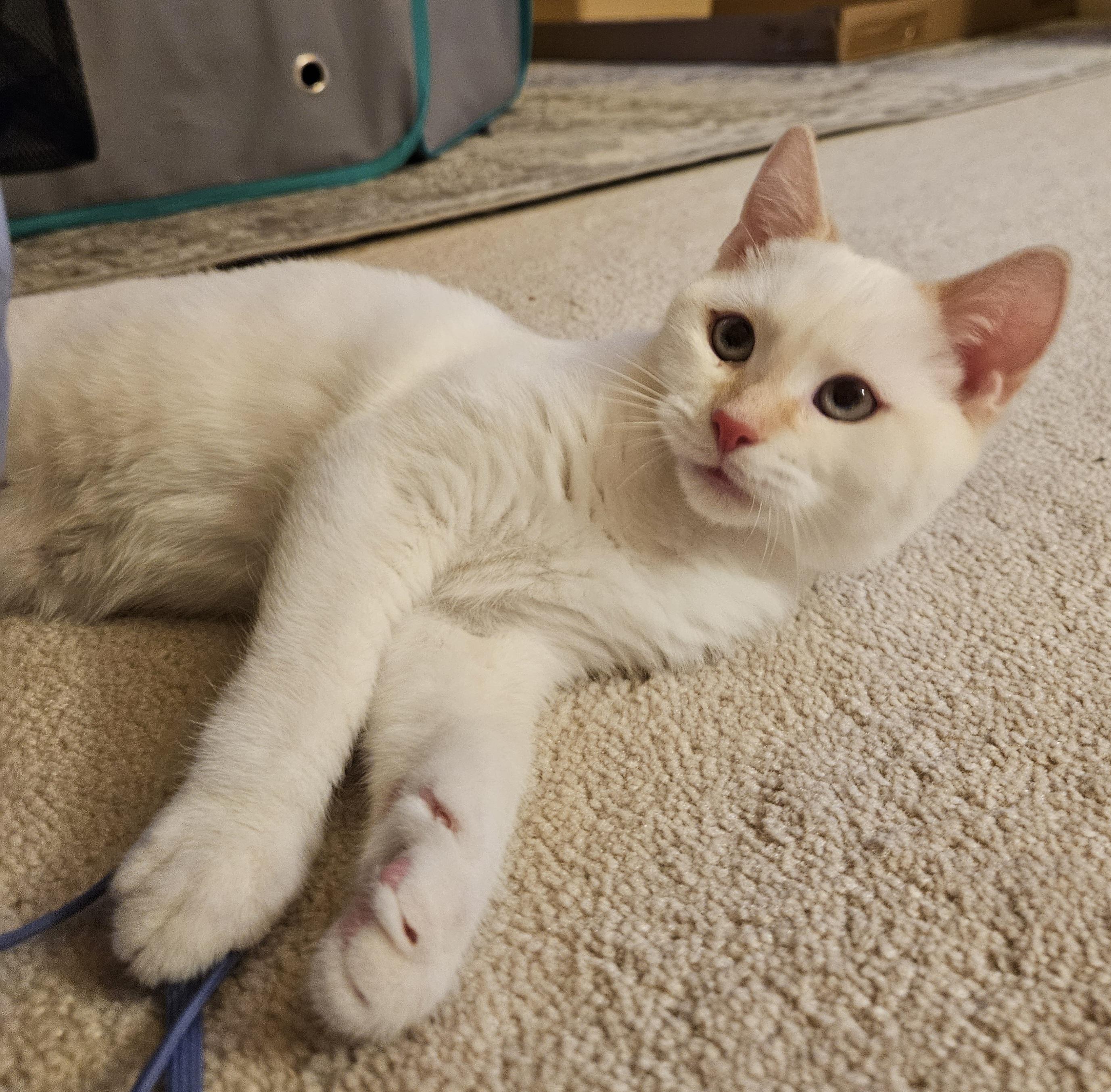 Ravi, an adopted mixed breed in Frederick, MD image 3/4