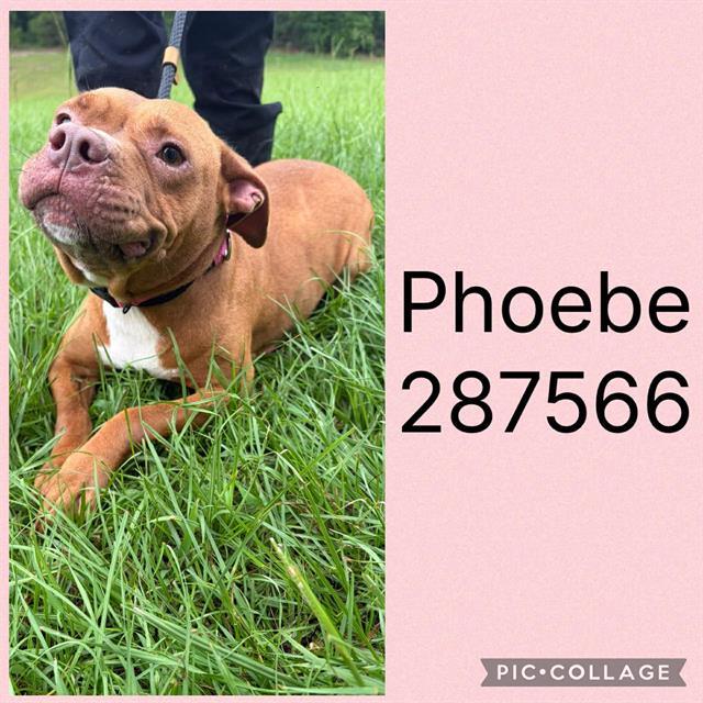 PHOEBE, Adoptable, Adult Female American Bulldog & Mixed Breed.