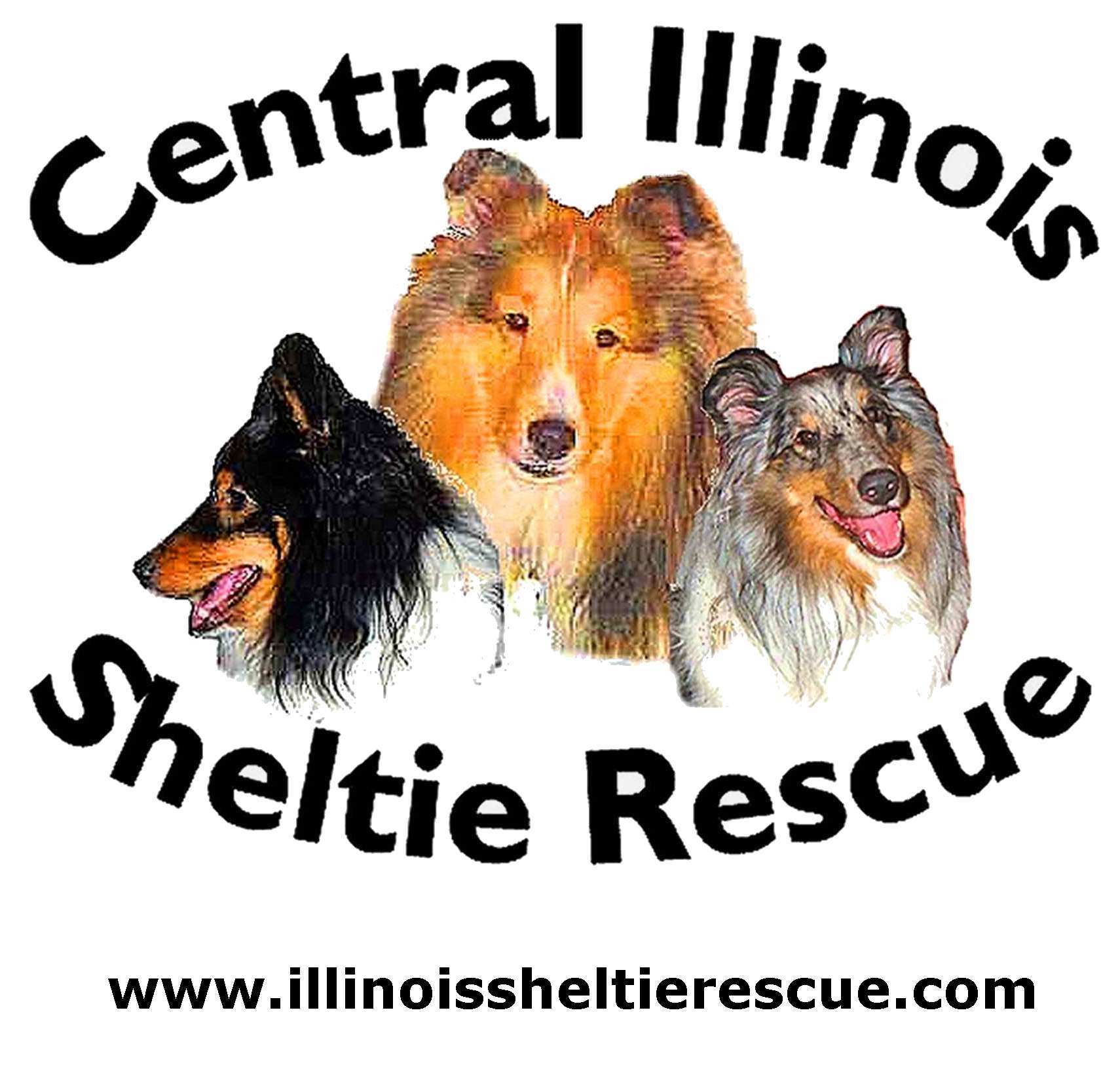 Enlarge Lots of Shelties, a Adoptable Shetland Sheepdog / Sheltie in Towanda, IL image 1/1