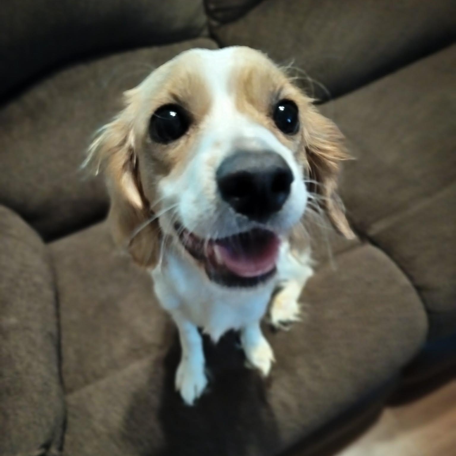 SILKY, Adoptable, Young Male Cavachon.