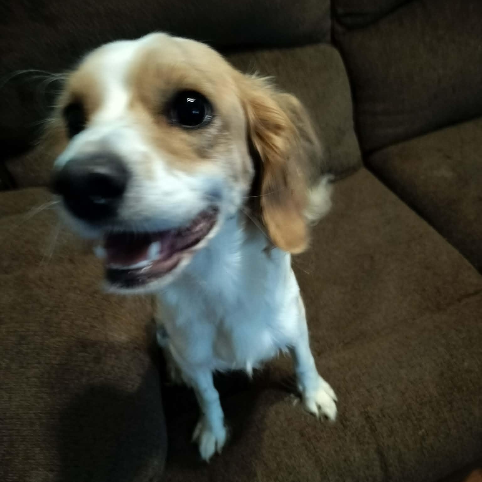Enlarge SILKY, a Adoptable Cavachon in Harlem, GA image 3/6