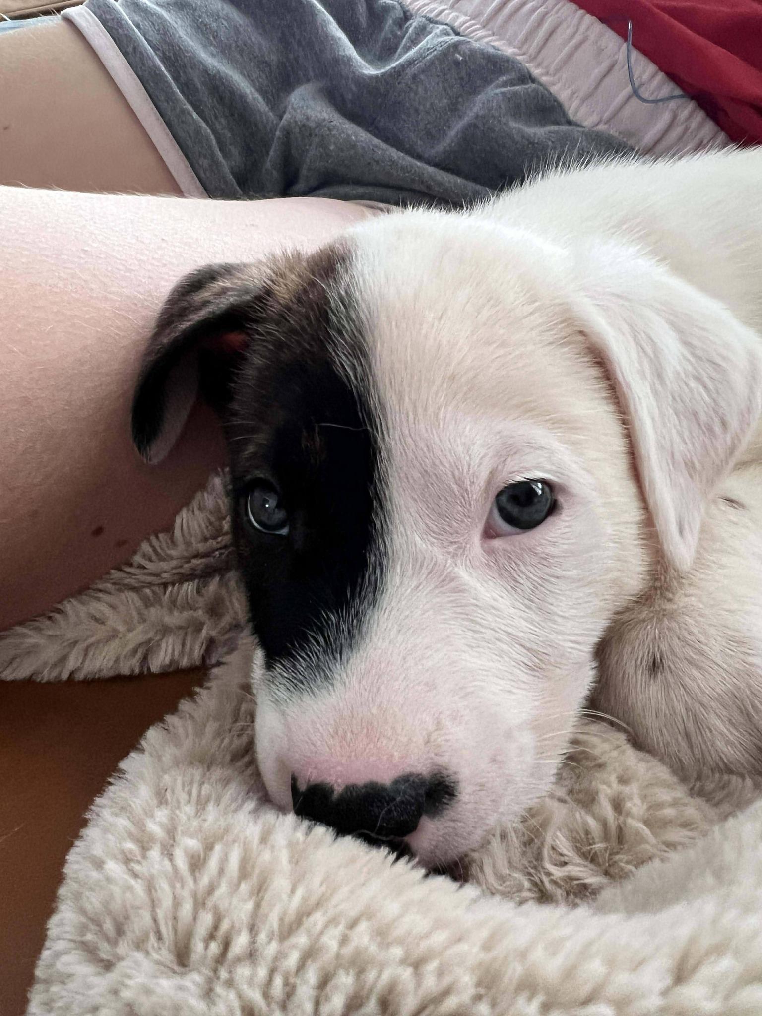 Kurt, ADOPTABLE, Puppy Male Canaan Dog & Rhodesian Ridgeback.