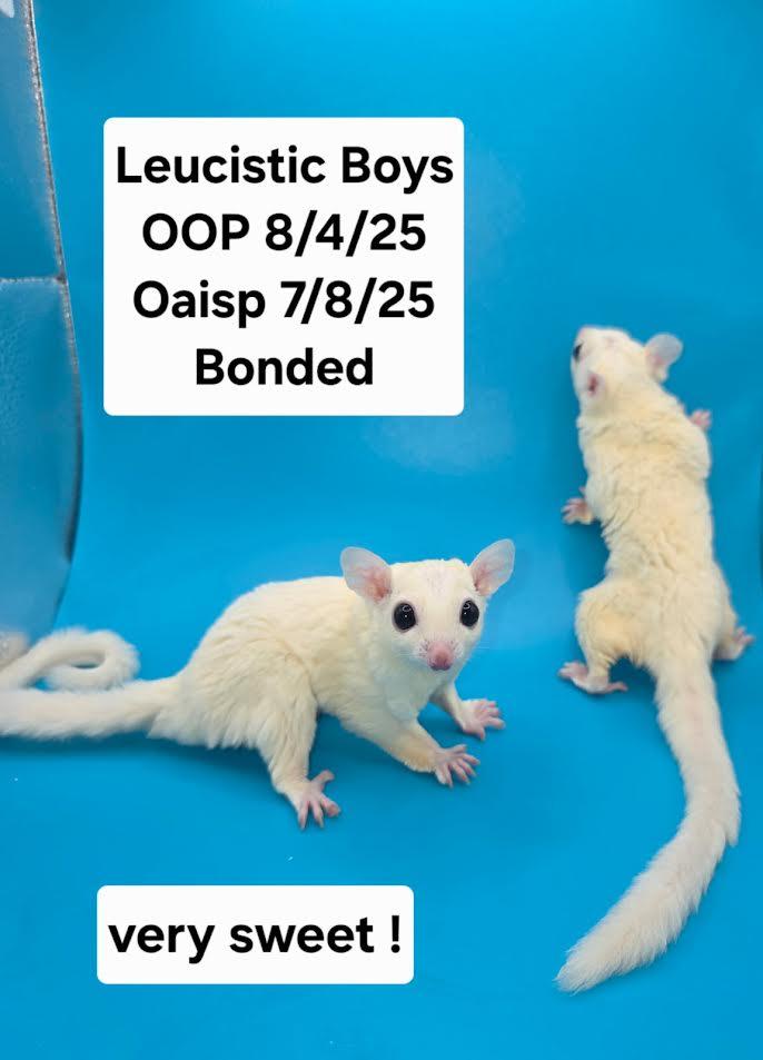 Apollo & Helios, Adoptable, Young Male Sugar Glider.