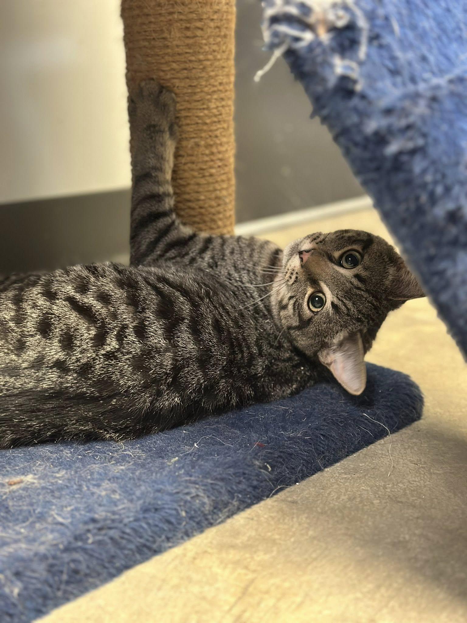 Jolly, adopted, Young Male Domestic Short Hair.