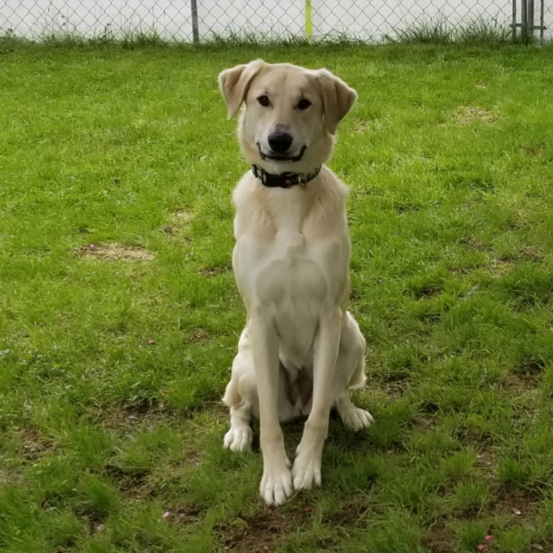 Dolly, an adoptable Great Pyrenees in Woolwich, ME, 04579 | Photo Image 1