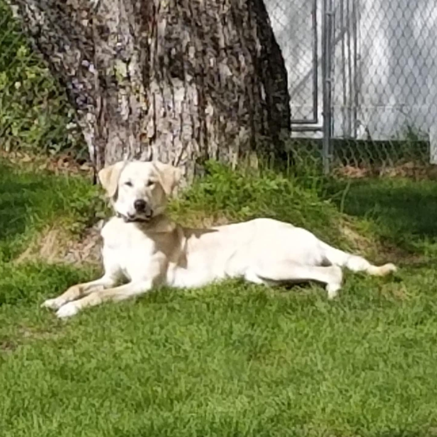 Dolly, an adoptable Great Pyrenees in Woolwich, ME, 04579 | Photo Image 3