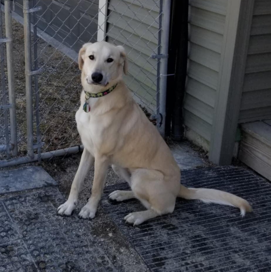 Dolly, an adoptable Great Pyrenees in Woolwich, ME, 04579 | Photo Image 2