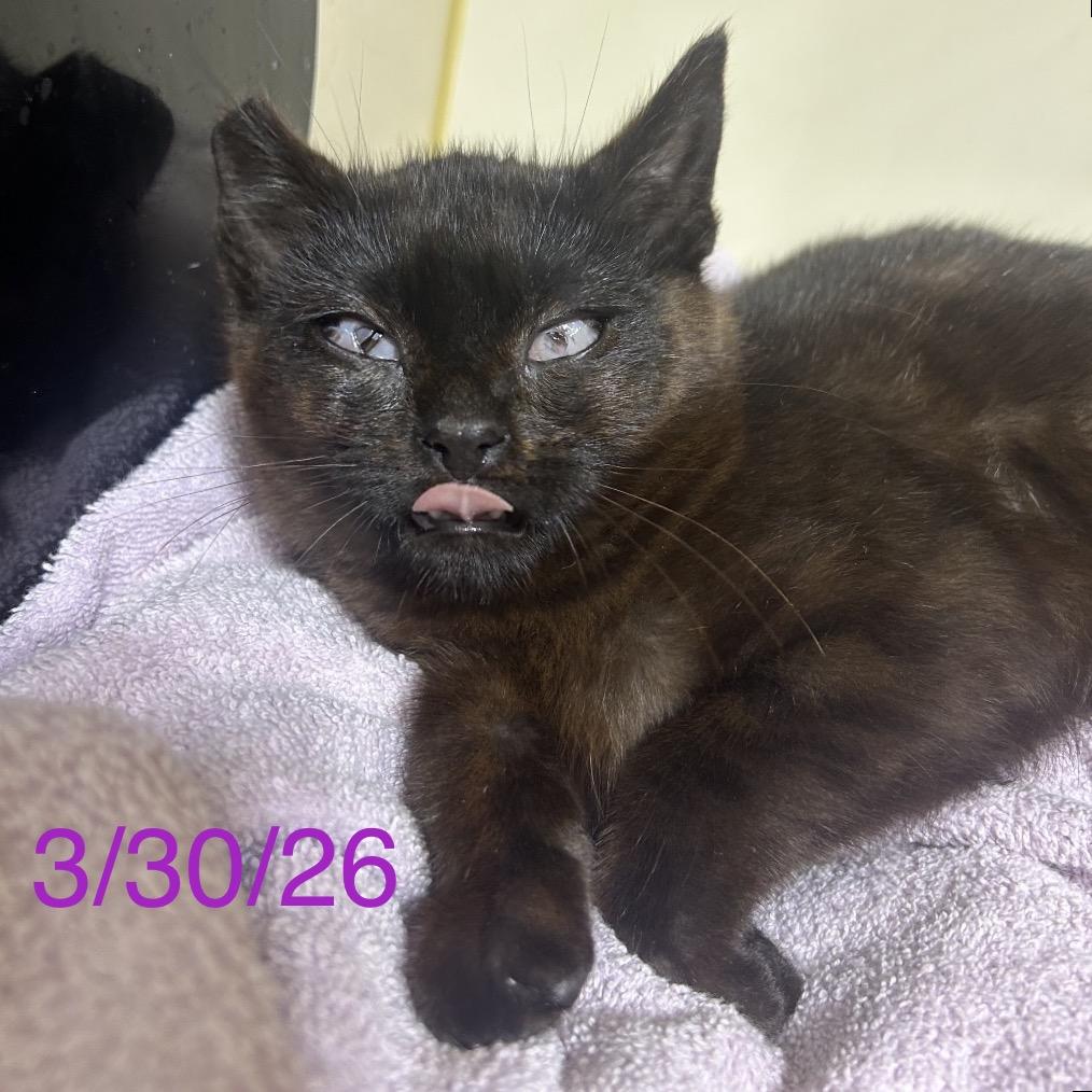Enlarge Joanie, a Adoptable Domestic Short Hair in Mocksville, NC image 1/6