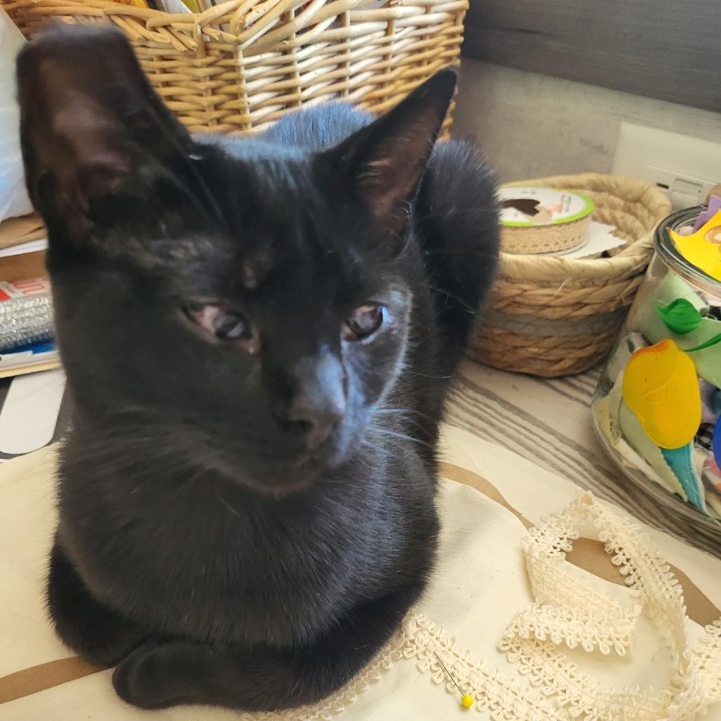 Enlarge Joanie, a Adoptable Domestic Short Hair in Mocksville, NC image 3/6