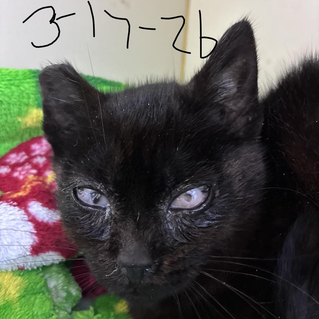 Enlarge Joanie, a Adoptable Domestic Short Hair in Mocksville, NC image 4/6