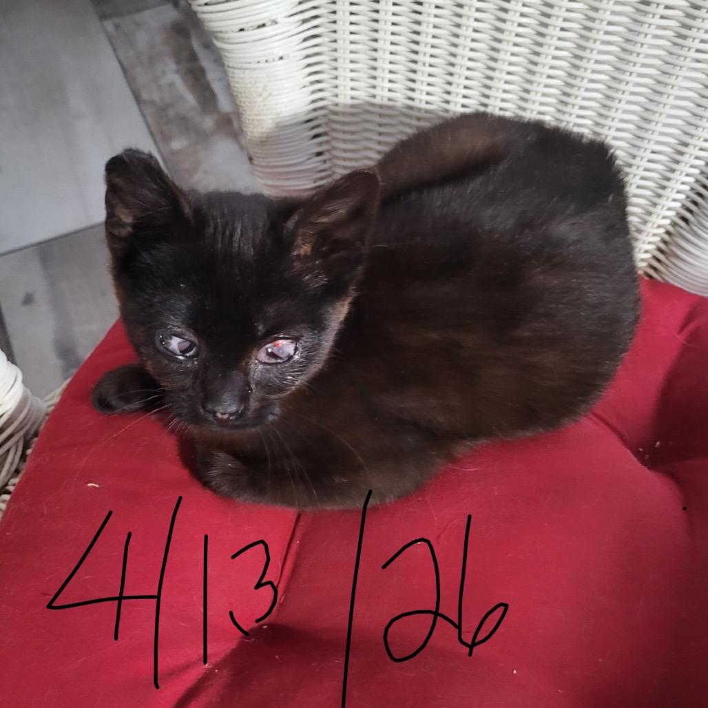 Enlarge Joanie, a Adoptable Domestic Short Hair in Mocksville, NC image 5/6