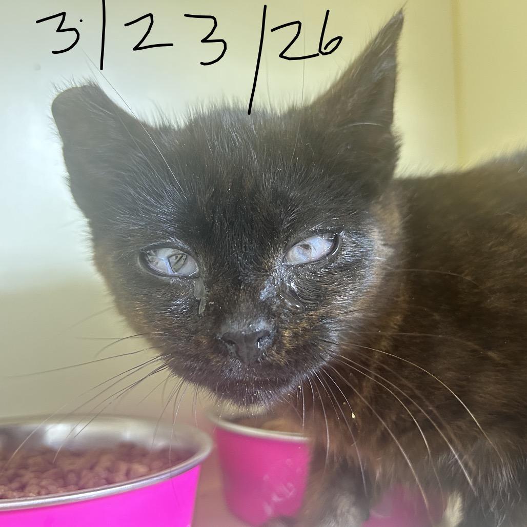 Enlarge Joanie, a Adoptable Domestic Short Hair in Mocksville, NC image 6/6