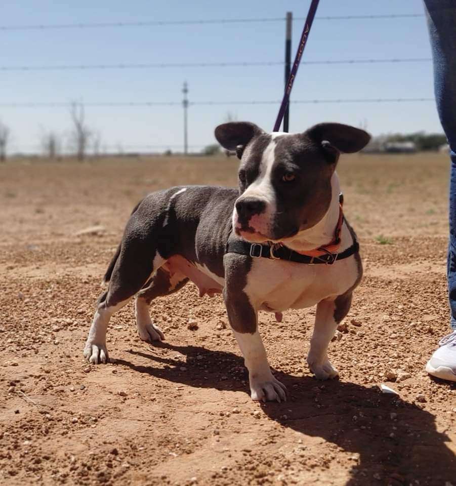 Lola, Adoptable, Adult Female American Bully.